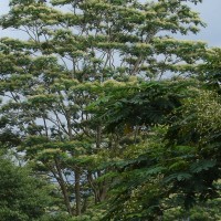 Falcataria falcata (L.) Greuter & R.Rankin